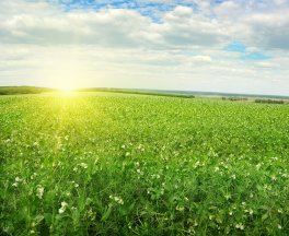 Miscela Sovescio Sette Bio - 3