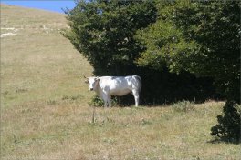 Monte Catria — Libro - 4