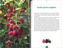Mora di Rovo — Libro - 3