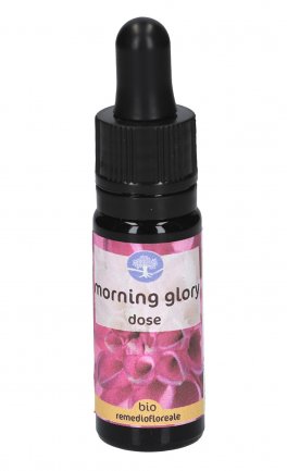 Morning Glory - Fiori californiani - 1