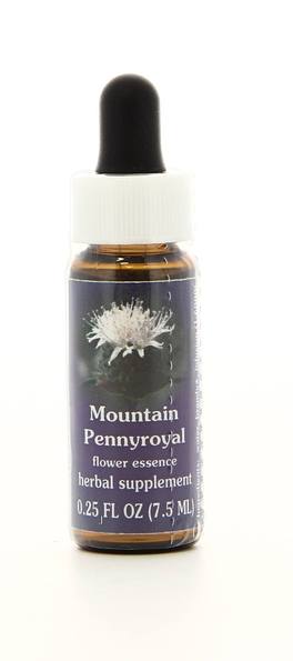 Mountain Pennyroyal - Fiori californiani - 1