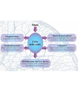 MSM Polvere - Zolfo Alimentare - 3