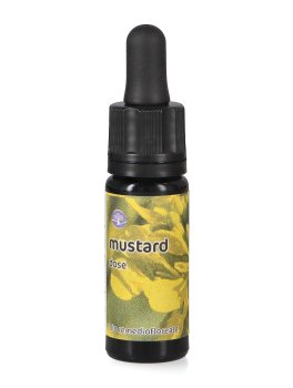 Mustard - Dose - 1