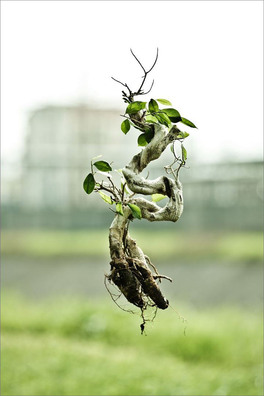 Naked Plants — Libro - 3