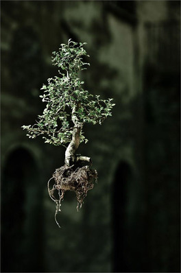 Naked Plants — Libro - 4