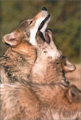 Nella Mente del tuo Cane — Libro - 3