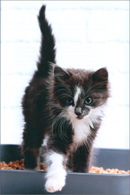 Nella Mente del tuo Gatto — Libro - 3