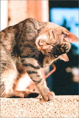 Nella Mente del tuo Gatto — Libro - 4