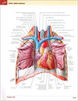 Netter - Atlante di Anatomia Umana - Farmacia e CTF — Libro - 4