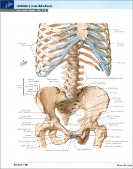 Netter - Atlante di Anatomia Umana - Scienze Infermieristiche — Libro - 3