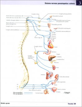 Netter - Atlante di Anatomia Umana - Scienze Motorie e Fisioterapia — Libro - 4