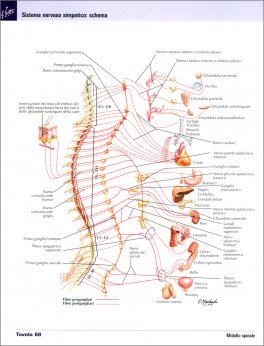 Netter - Atlante di Anatomia Umana - Scienze Motorie e Fisioterapia — Libro - 3