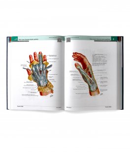 Netter - Atlante di Anatomia Umana Sistematica — Libro - 2