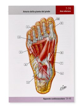 Netter Flash Cards di Anatomia — Libro - 3
