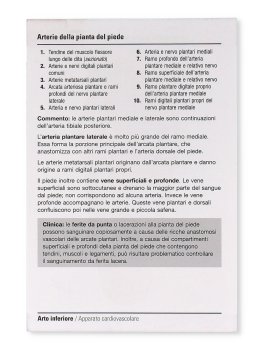 Netter Flash Cards di Anatomia — Libro - 4