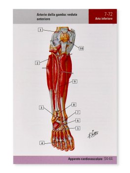 Netter Flash Cards di Anatomia — Libro - 5