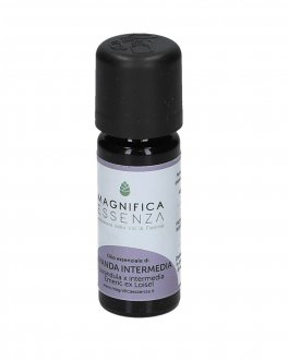 Olio Essenziale di Lavanda Intermedia - 1