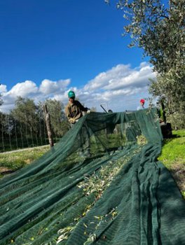 Olio Extravergine di Oliva Biologico in Latta - 3