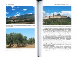 Olivo, Olivicoltura, Olio di Oliva — Libro - 3