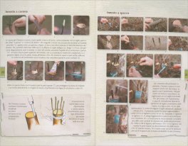 Olivo - Varietà e Tecniche Colturali — Libro - 3