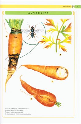 Orto - Manuale Pratico — Libro - 4