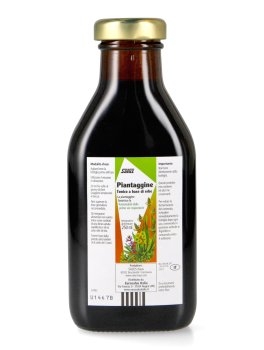 Piantaggine - 2