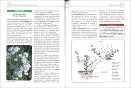 Piante Aromatiche e Medicinali in Giardino e in Vaso — Libro - 3