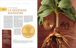 Piante da Bere — Libro - 4