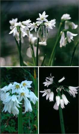 Piante Officinali della Sardegna — Libro - 4