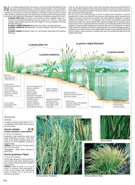 Piante Perenni — Libro - 4