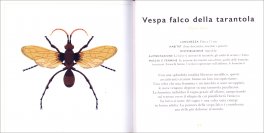 Piccola Guida a Insetti — Libro - 3