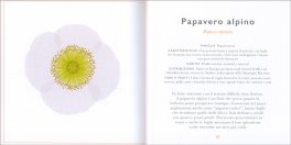 Piccola Guida ai Fiori Selvatici — Libro - 3