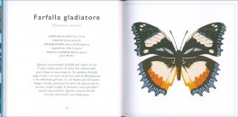 Piccola Guida alle Farfalle — Libro - 3