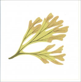 Piccola Guida alle Foglie — Libro - 3