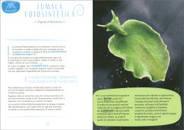 Piccolo Bestiario degli Animali d'Acqua — Libro - 3