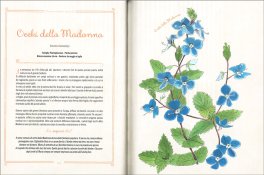 Piccolo Erbario Fiorito — Libro - 4
