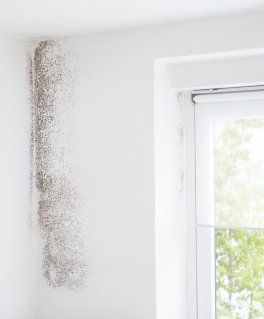 Pittura Anti-muffa n. 327 - 3
