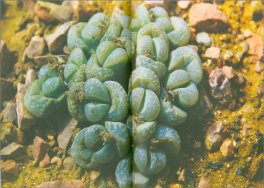 Plant Revolution — Libro - 3