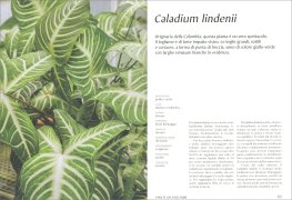 Plantopedia — Libro - 3