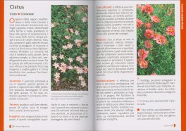 Pollice Verde — Libro - 4