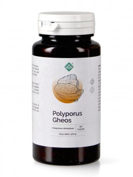 Polyporus Gheos - 1