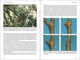 Potatura e Forme d'Allevamento dell'Olivo — Libro - 3