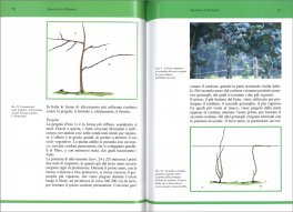 Potature delle Piante da Frutto — Libro - 3