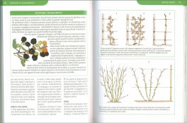 Potature e Innesti per le Piante da Frutto — Libro - 3