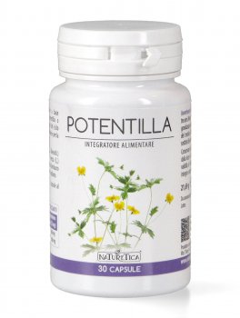 Potentilla - 1