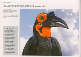 Predatori — Libro - 3