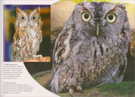 Predatori — Libro - 4