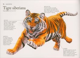 Predatori — Libro - 5