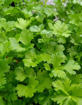 Semi di Prezzemolo Gigante d'Italia - B313 - 4