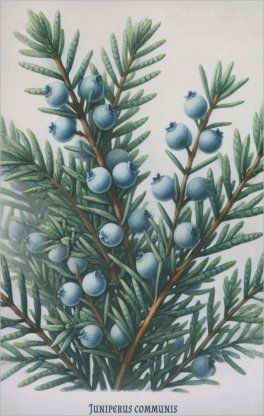 Quaderni Medicina - Juniperus Communis - Ginepro — Quaderno - 1